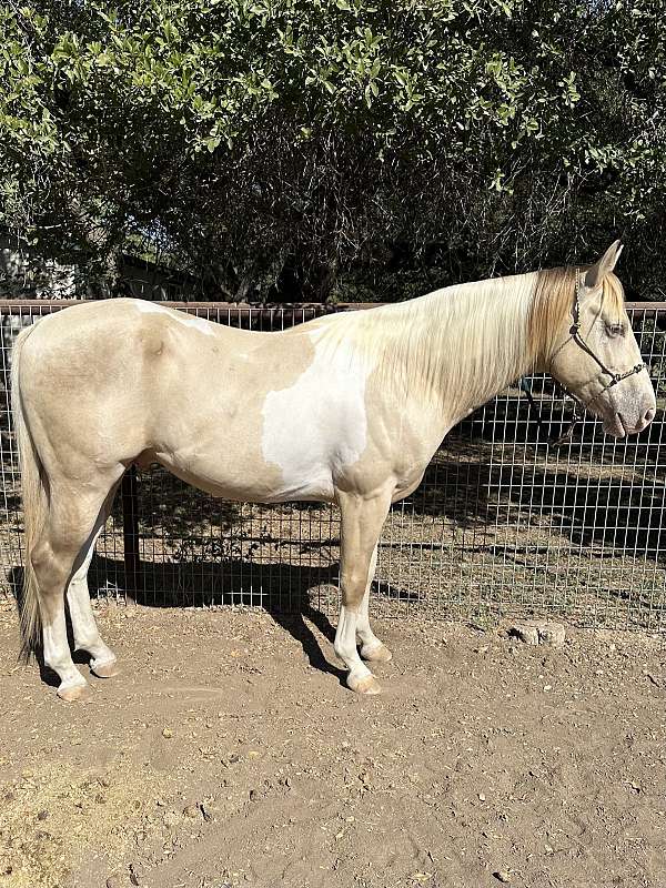 champagne-tobiano-apha-stallion