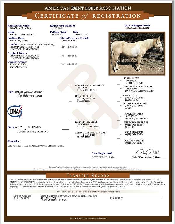 champagne-tobiano-stallion-for-sale