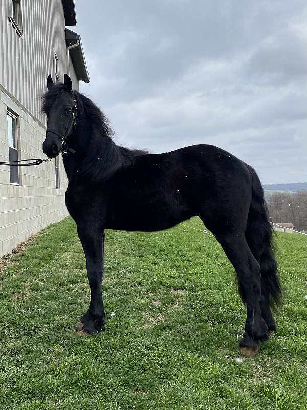 friesian-colt