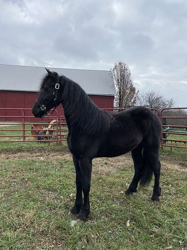 friesian-horse-for-sale