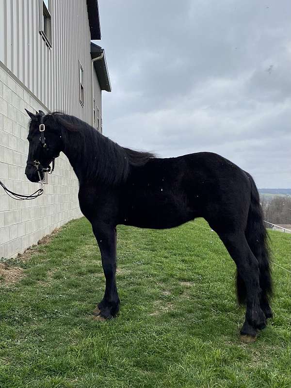 friesian-horse