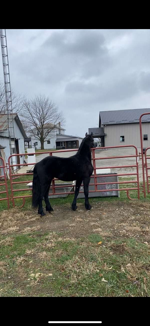 friesian