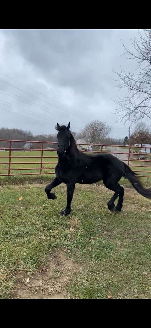 clydesdale-colt