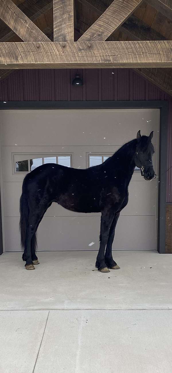 clydesdale-weanling