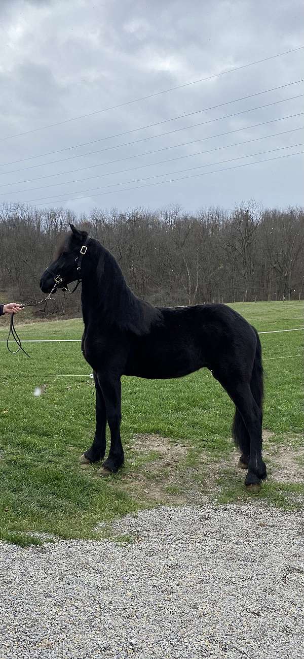 clydesdale-yearling