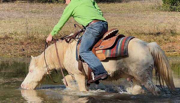 cremello-therapy-horse