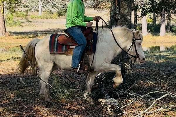 all-around-gypsy-vanner-horse