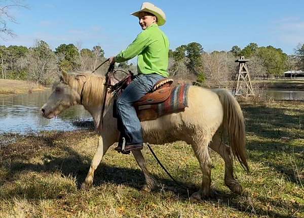 beginner-gypsy-vanner-horse