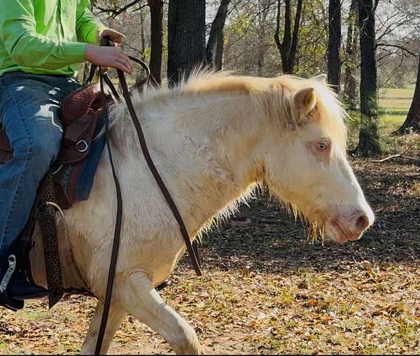 flashy-gypsy-vanner-horse