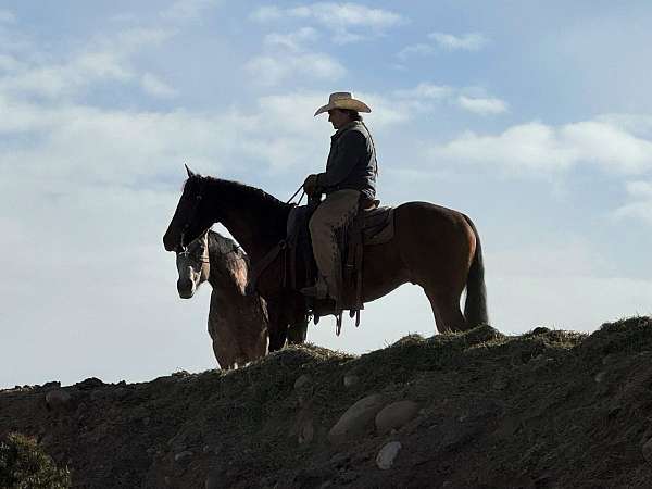 pretty-horse-gelding