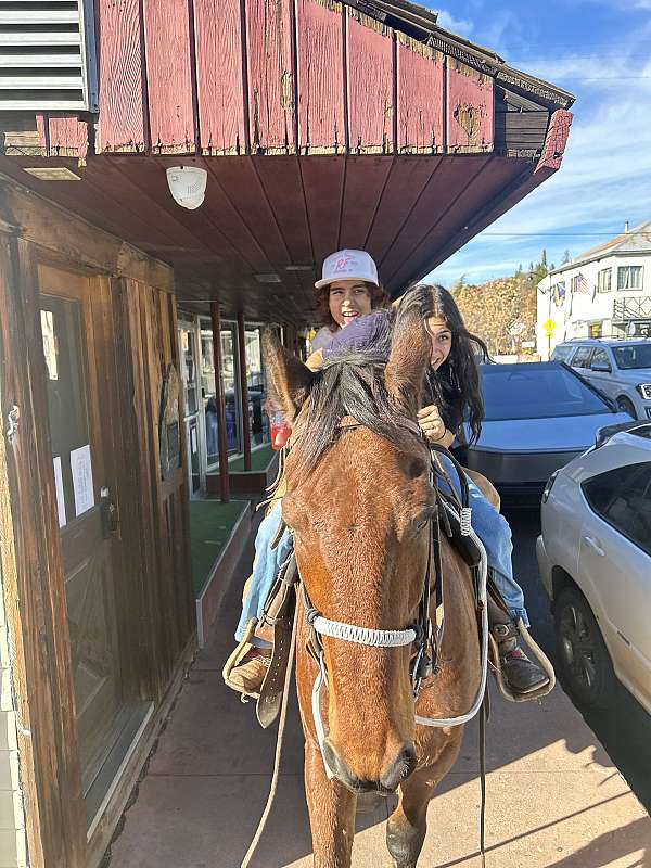 quarter-horse-gelding