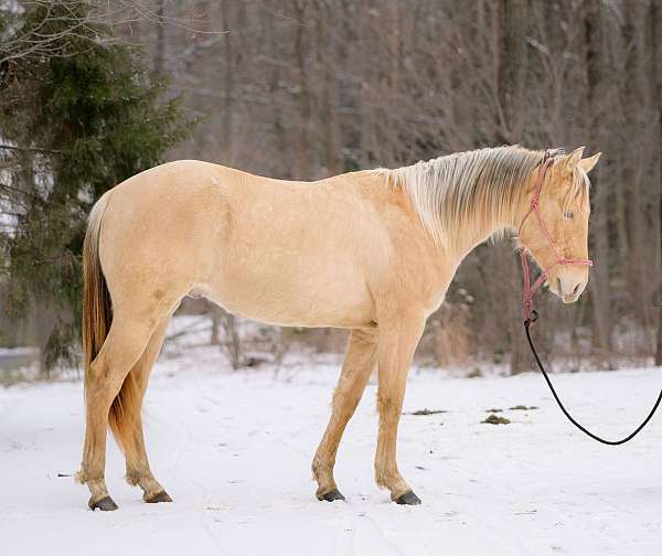 champagne-heading-horse