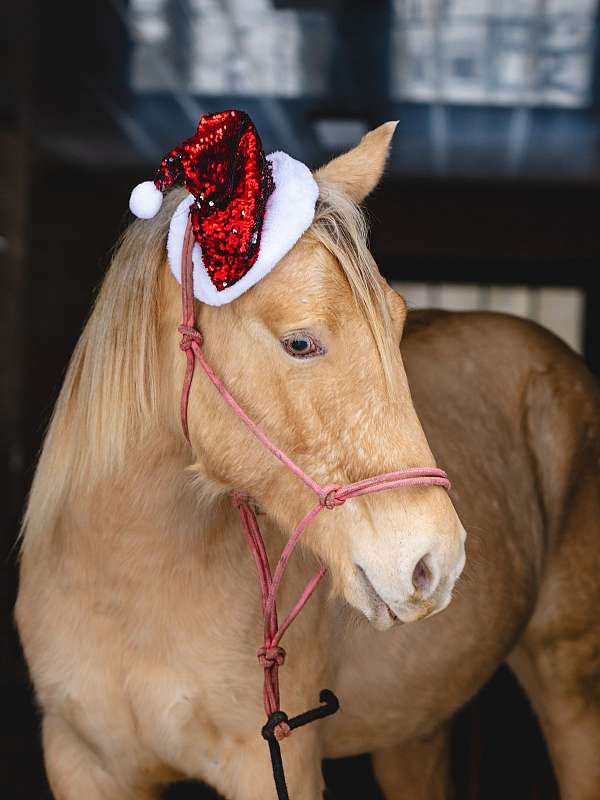 champagne-team-penning-horse