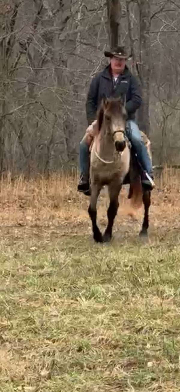 beginner-tennessee-walking-horse