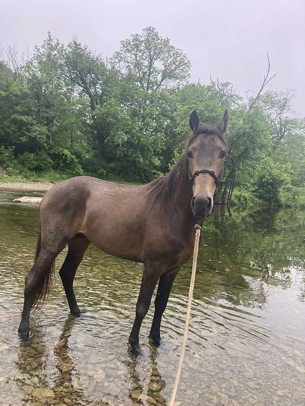 dappled-tennessee-walking-horse