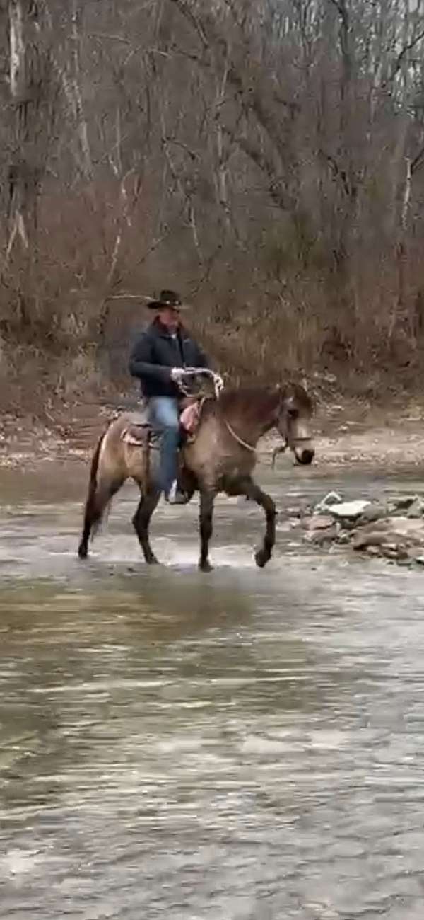 experienced-tennessee-walking-horse