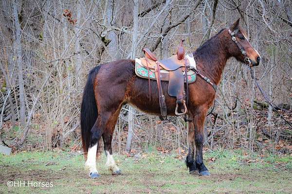 native-costume-morgan-pony