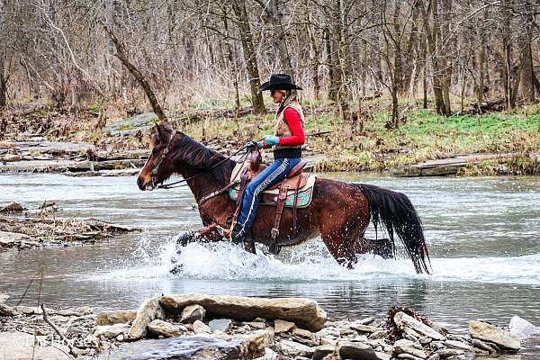 ranch-work-morgan-pony