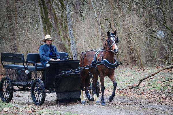 show-winner-morgan-pony