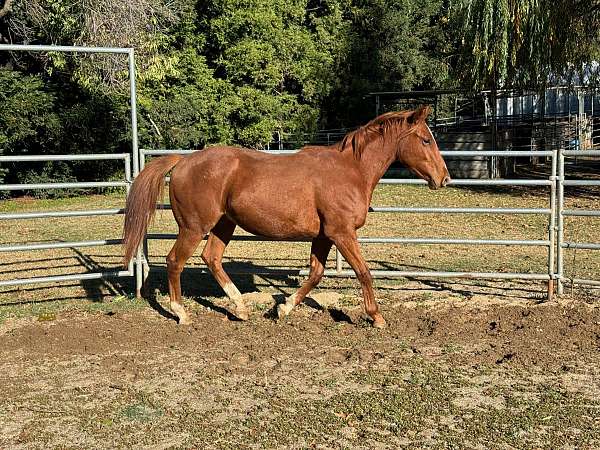 thoroughbred-gelding