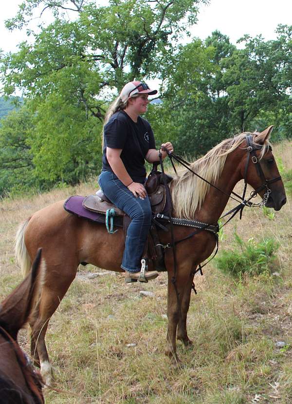 gelding-for-sale-kentucky-mountain-horse