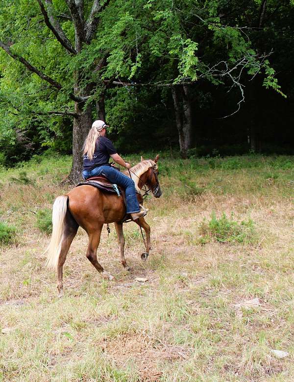 husband-hore-kentucky-mountain-horse