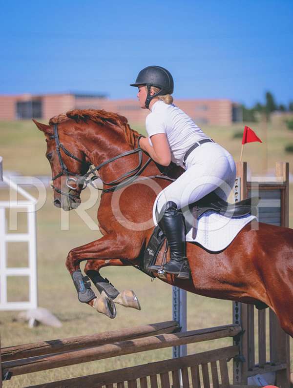 left-front-pastern-pony