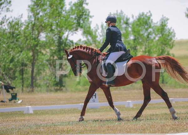 chestnut-stripe-small-snip-pony