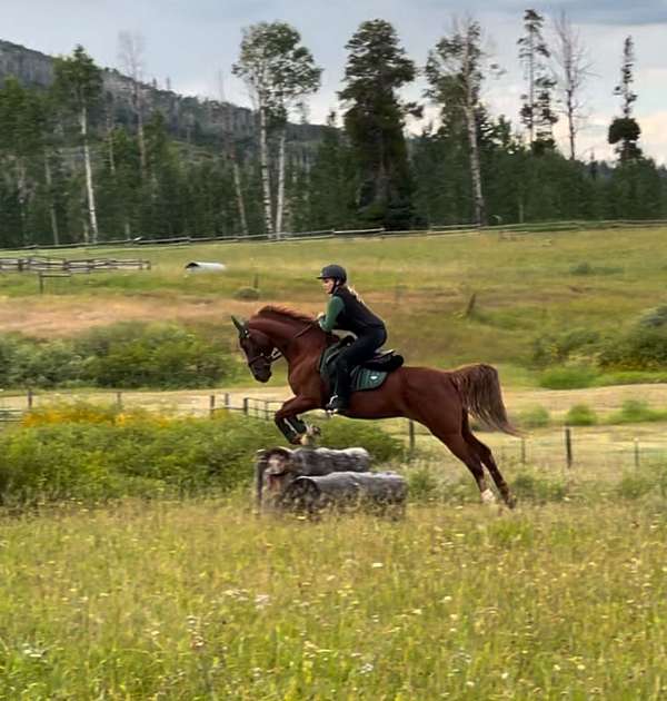 left-front-pastern-pony