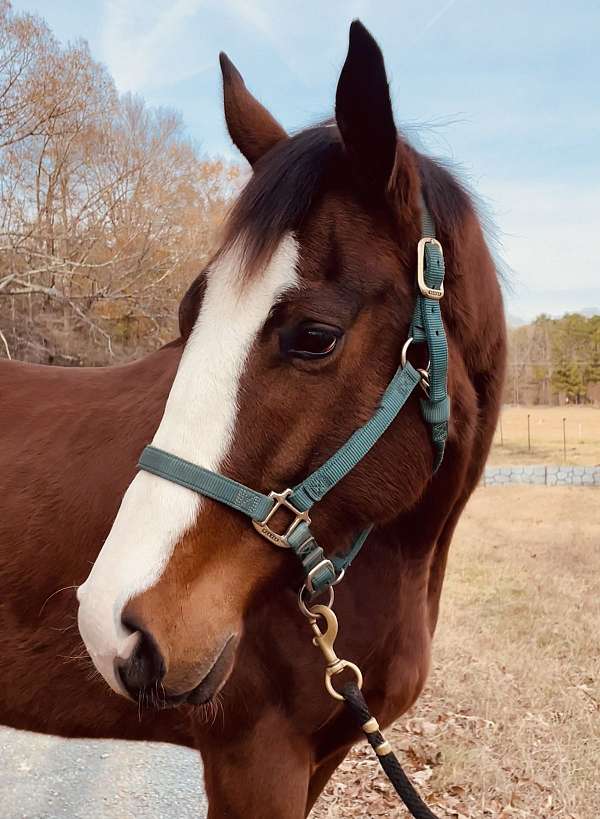 equitation-thoroughbred-horse