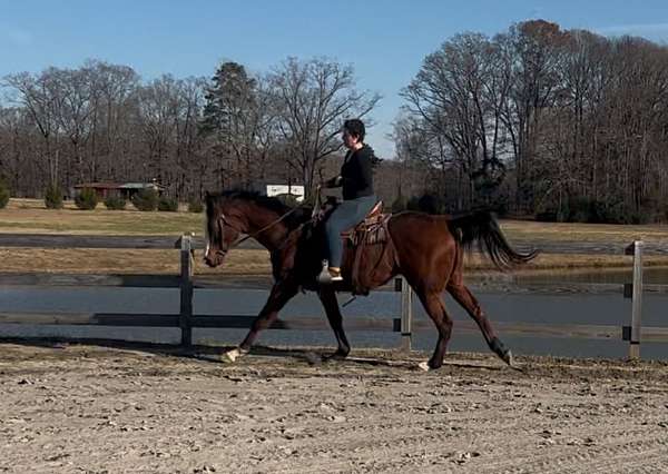 field-hunter-thoroughbred-horse