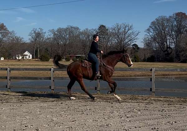 horsemanship-thoroughbred-horse