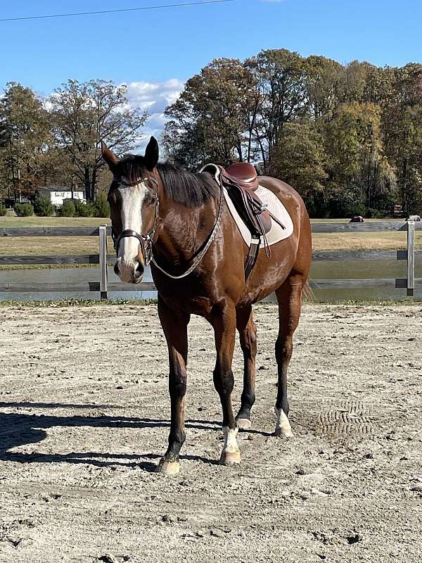 hunt-seat-equitation-thoroughbred-horse