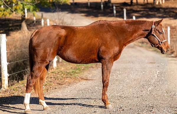 barrel-thoroughbred-horse