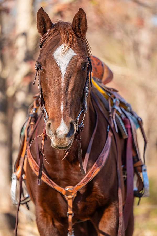 barrel-racing-thoroughbred-horse