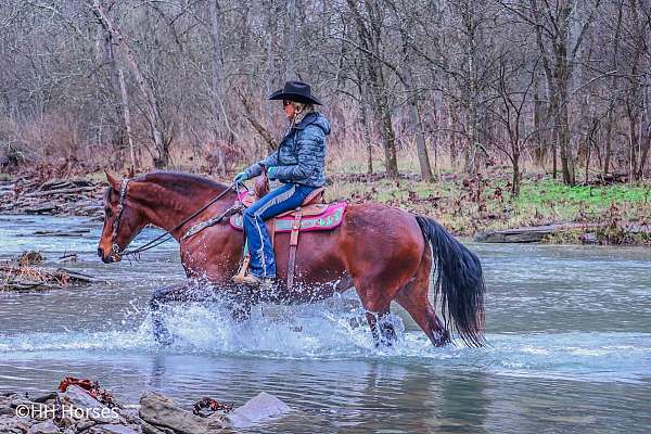 beginner-friesian-horse