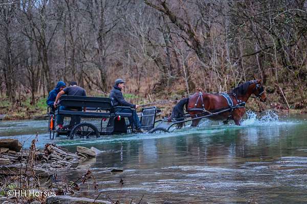 drill-team-friesian-horse