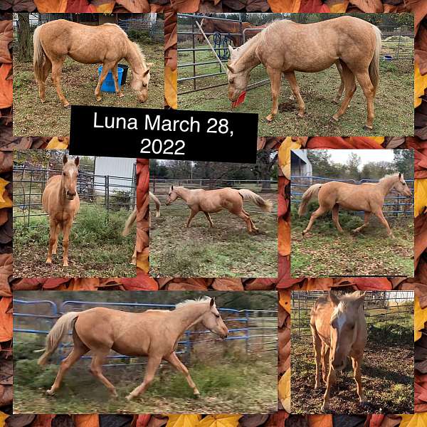 palomino-halter-project-horse