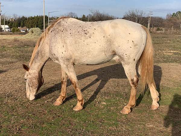 red-dun-gelding-for-sale