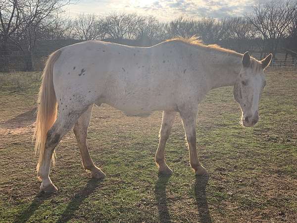 15-hand-appaloosa-gelding