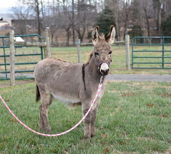 donkey-for-sale