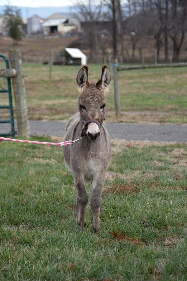 donkey-paint-donkey-for-sale