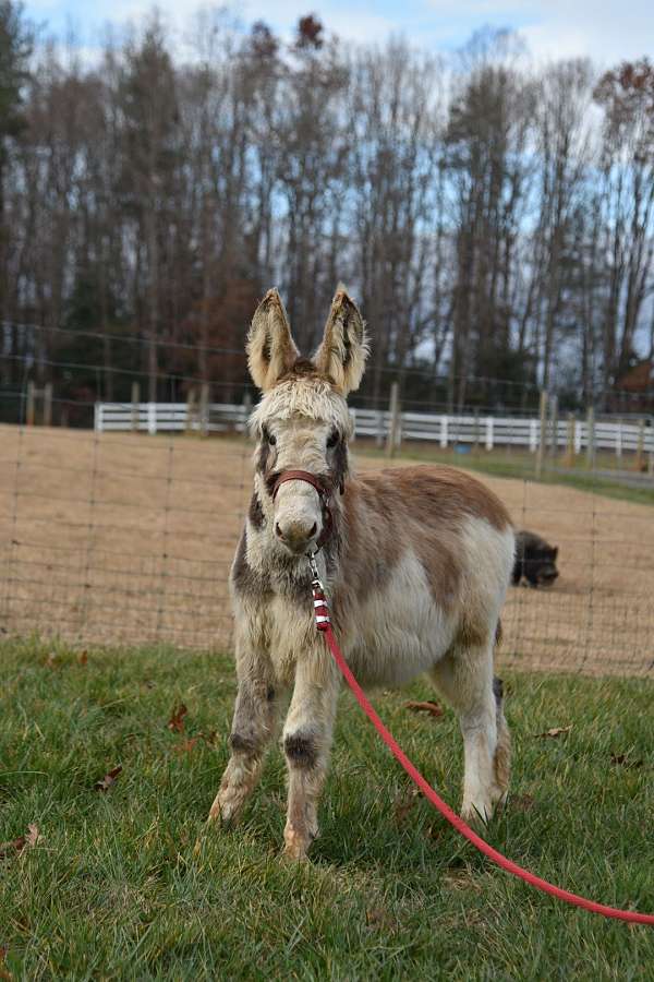 amish-trained-donkey