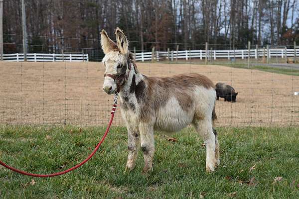 amish-broke-donkey