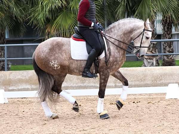 good-movements-lusitano-horse