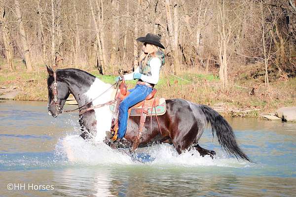 backs-up-friesian-horse