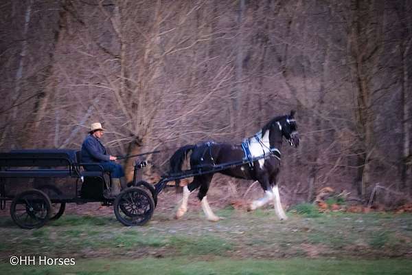 pull-a-cart-friesian-horse