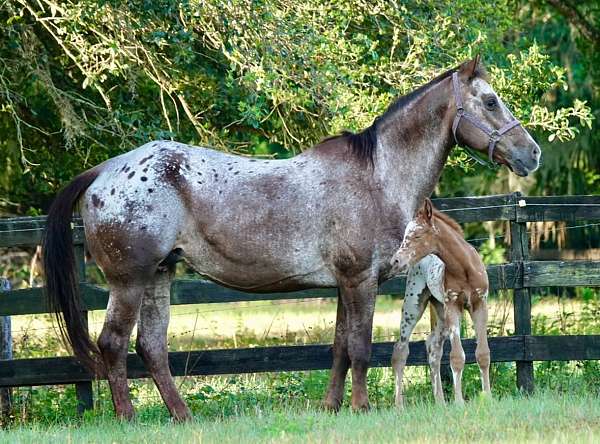 appaloosa-broodmare