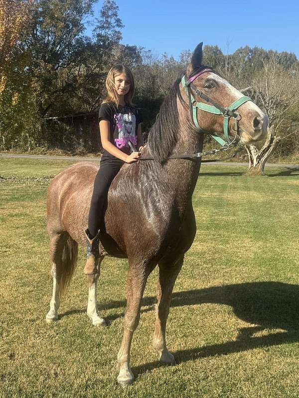 advanced-tennessee-walking-horse