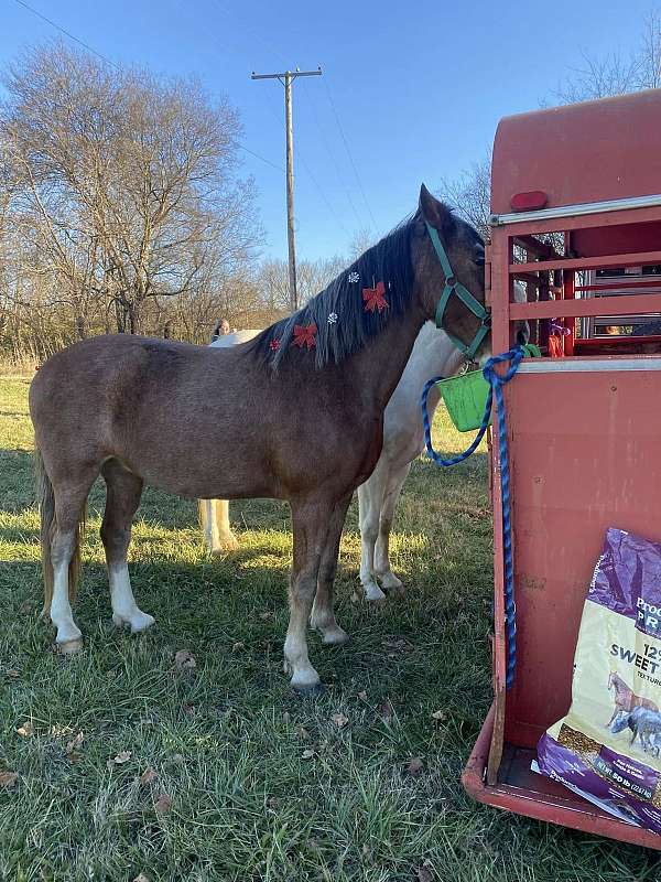 advanced-beginner-tennessee-walking-horse